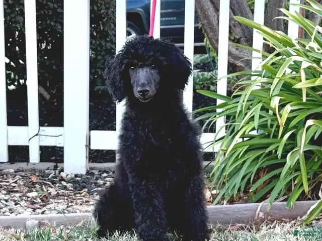 Standard Poodle dogs Girl 1 - Ad 19