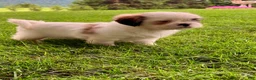 Shih Tzu dogs for sale: Twinkle - Ad 6