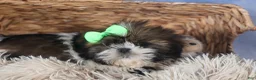 Shih Tzu dogs for sale: COCOA - Ad 11