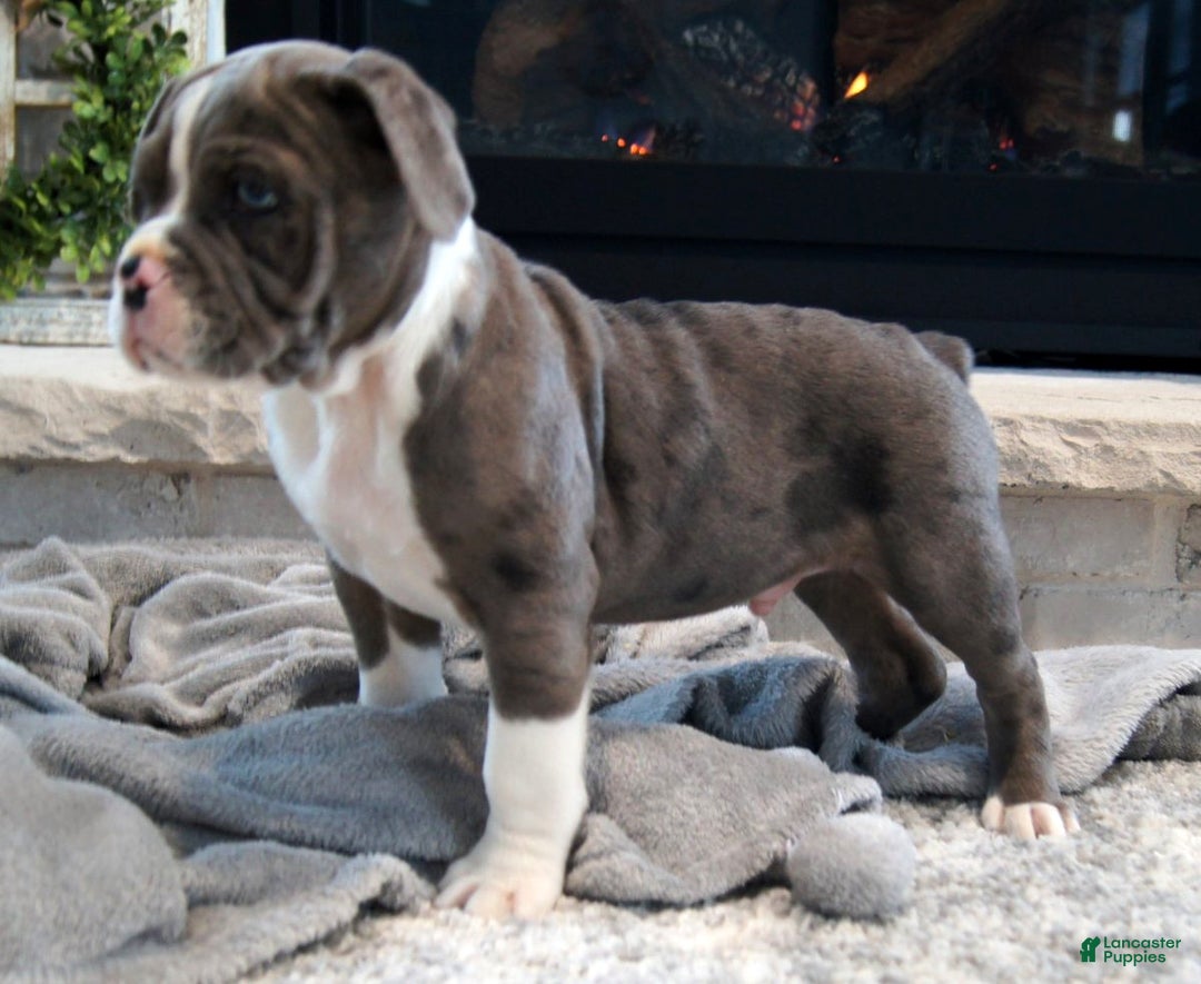 Olde English Bulldogge dogs for sale: Bruno - Ad 2