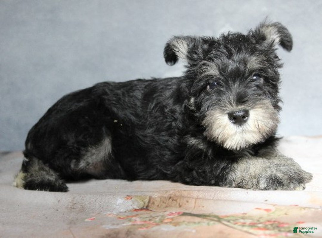 Miniature Schnauzer dogs for sale: Tucker - Ad 2