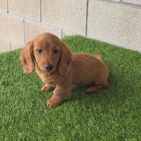 Miniature Dachshund dogs Sally - Ad 2