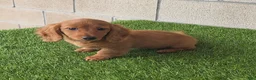 Miniature Dachshund dogs for sale: Sally - Ad 2