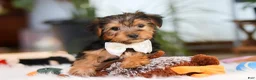 Yorkshire Terrier dogs for sale: Brianna - Ad 7