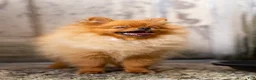 Pomeranian dogs for sale: Ana Nova - Ad 5