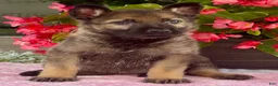 German Shepherd dogs for sale: Bella - Ad 1