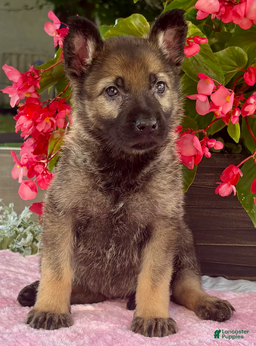 German Shepherd dogs for sale: Bella - Ad 1