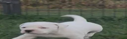 American Bulldog dogs for sale: Magnolia - Ad 4