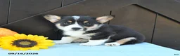 Welsh Corgi Pembroke dogs for sale: Hue - Ad 4