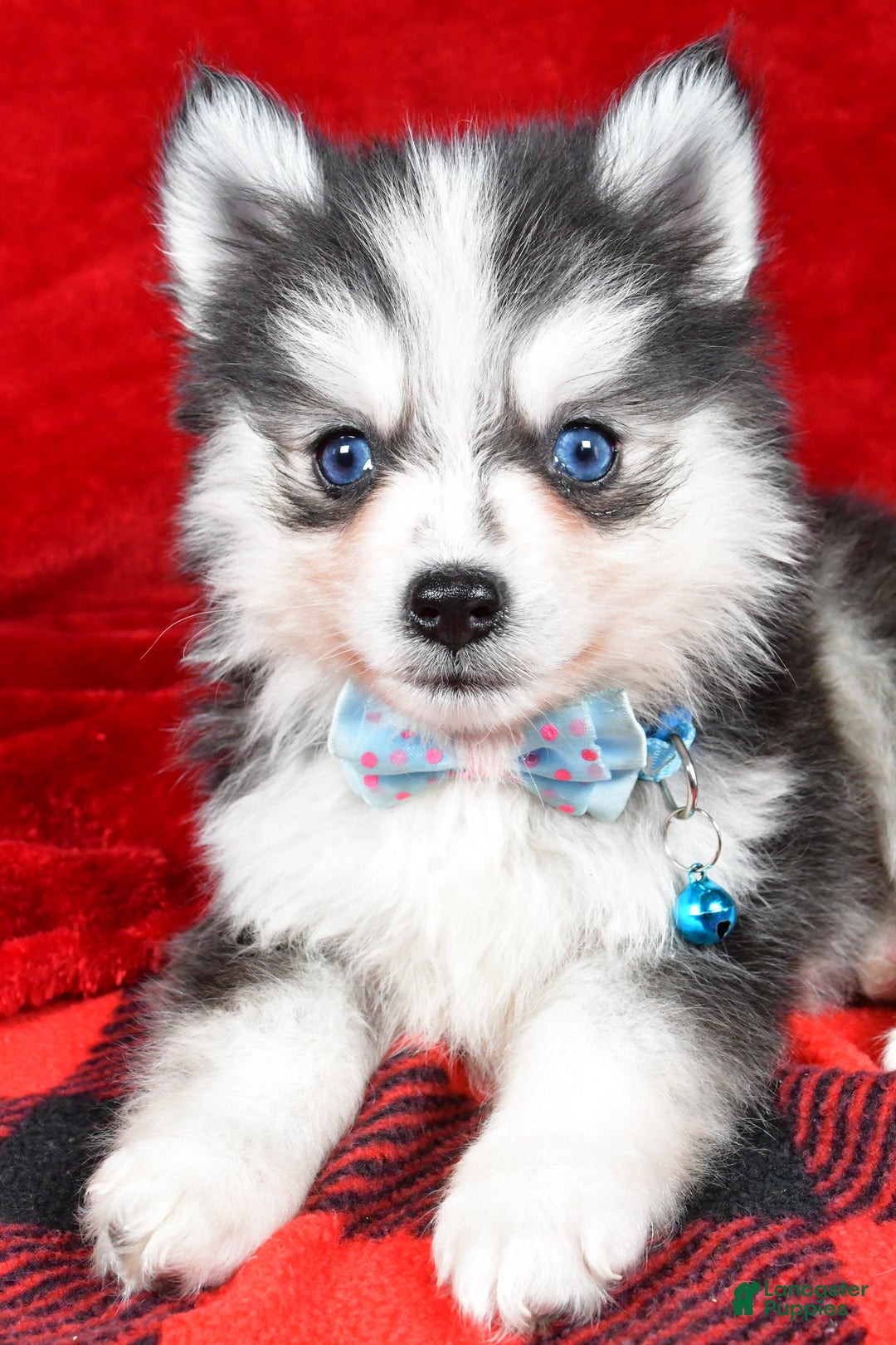 Pomsky dogs for sale: Ved - Ad 5