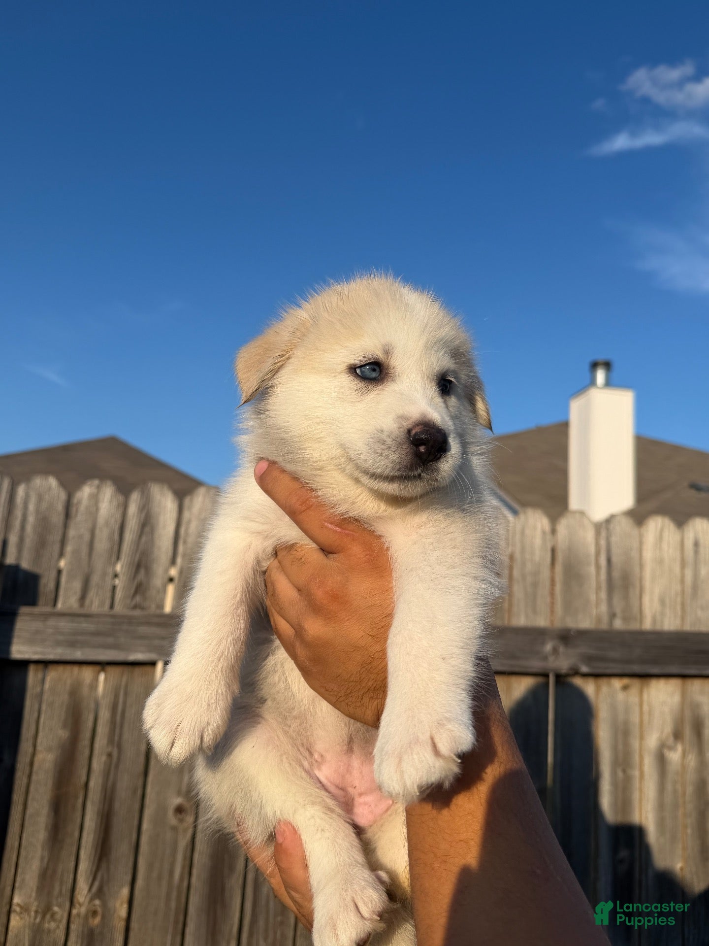 Mixed Breed dogs Mixed Breed 3 - Ad 36