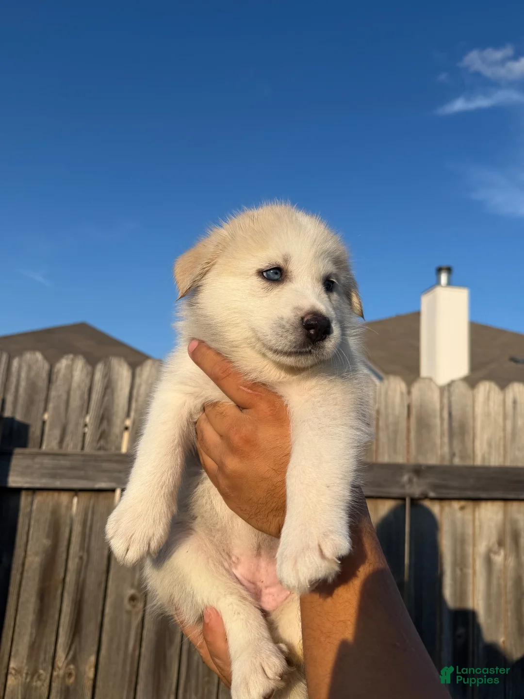 Mixed Breed dogs for sale: Mixed Breed 3 - Ad 1