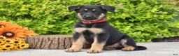 German Shepherd dogs for sale: Rusty - Ad 2