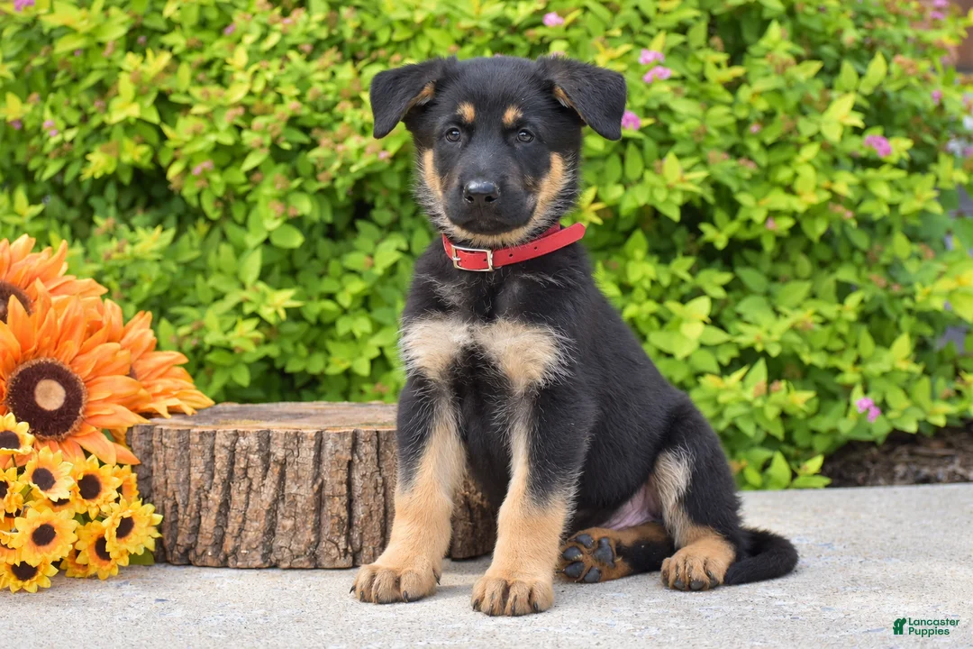 German Shepherd dogs for sale: Rusty - Ad 2