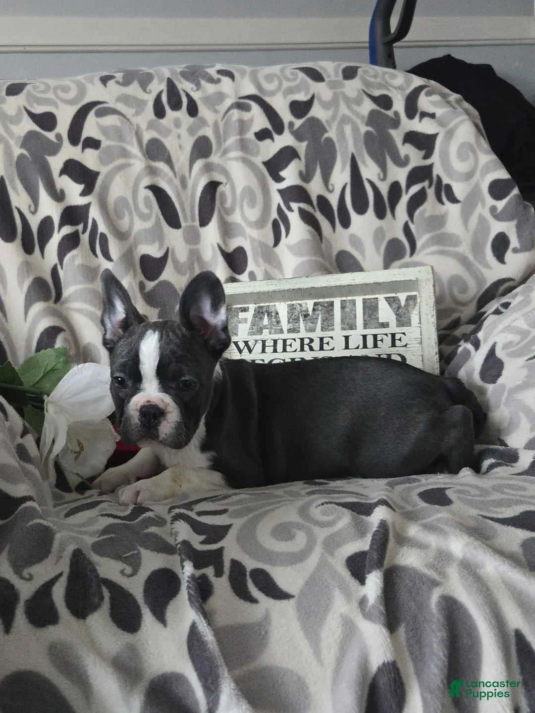 Frenchton dogs for sale: Yoko - Ad 4