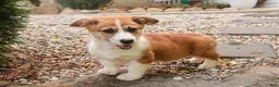 Welsh Corgi Pembroke dogs for sale: Cap'n Crunch Welsh Corgi Pembroke  - Ad 10