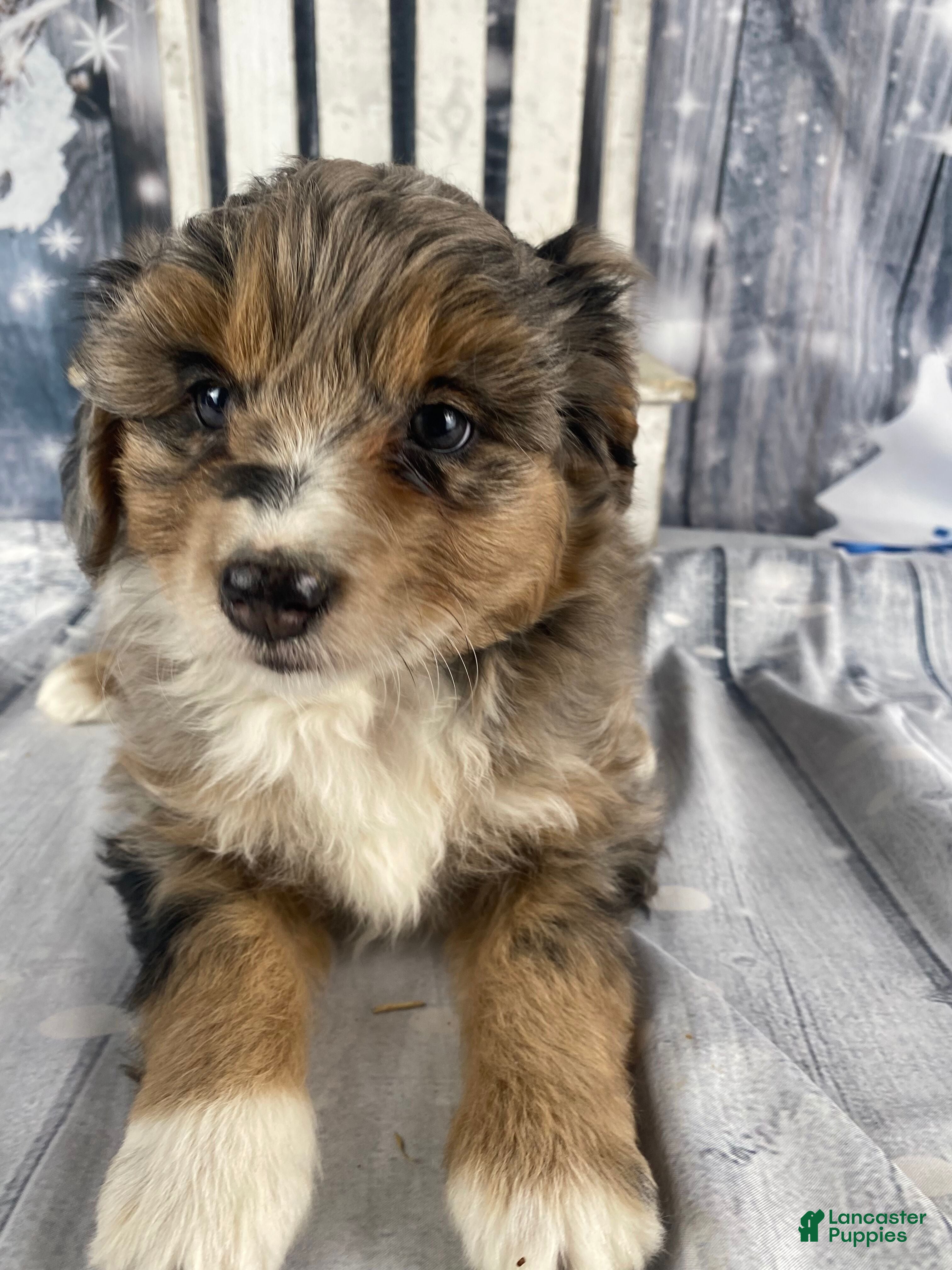 Aussiedoodle dogs Paisley - Ad 4