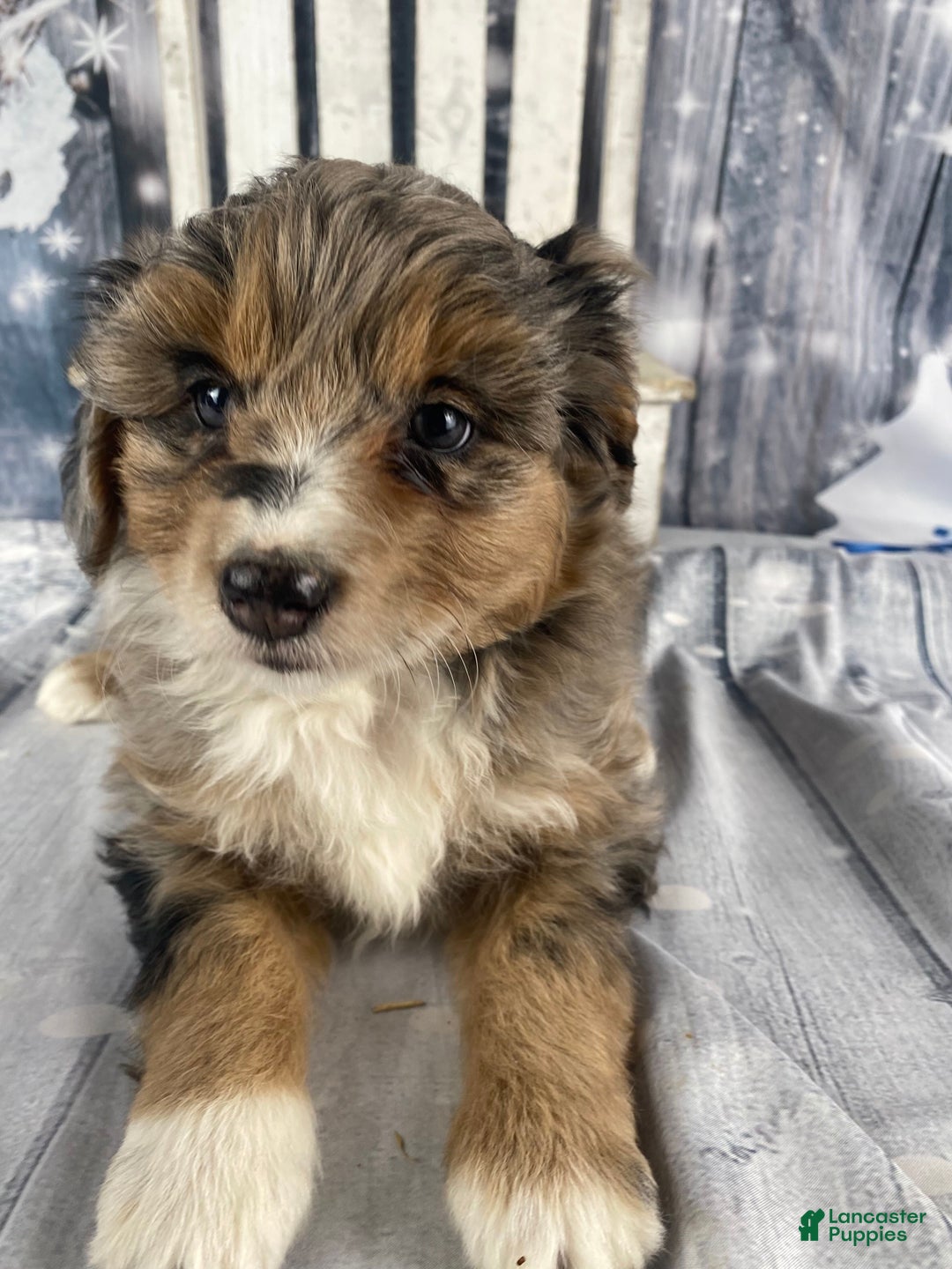 Aussiedoodle dogs for sale: Paisley - Ad 1