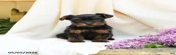 Yorkshire Terrier dogs for sale: Tao - Ad 3