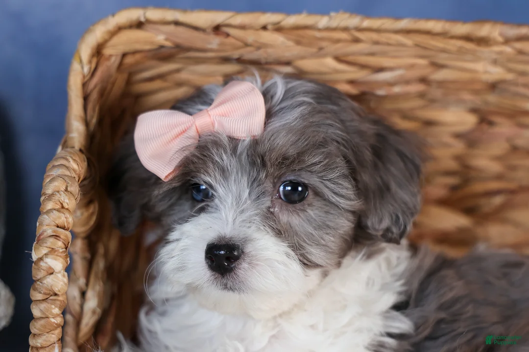 Havapoo dogs for sale: FIONA - Ad 10