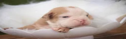 English Bulldog dogs for sale: Tonya English Bulldog  - Ad 3