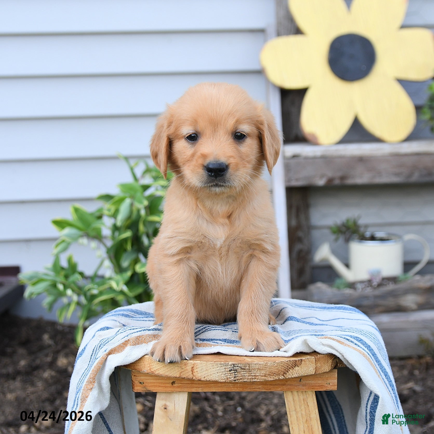 Golden Retriever dogs Stanley - Ad 1