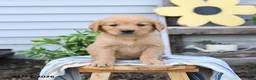 Golden Retriever dogs for sale: Stanley - Ad 1