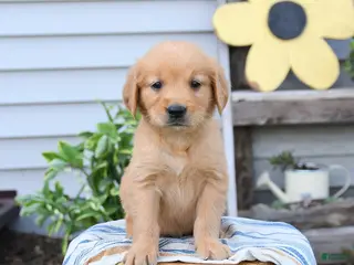 Golden Retriever dogs for sale: Stanley - Ad 2
