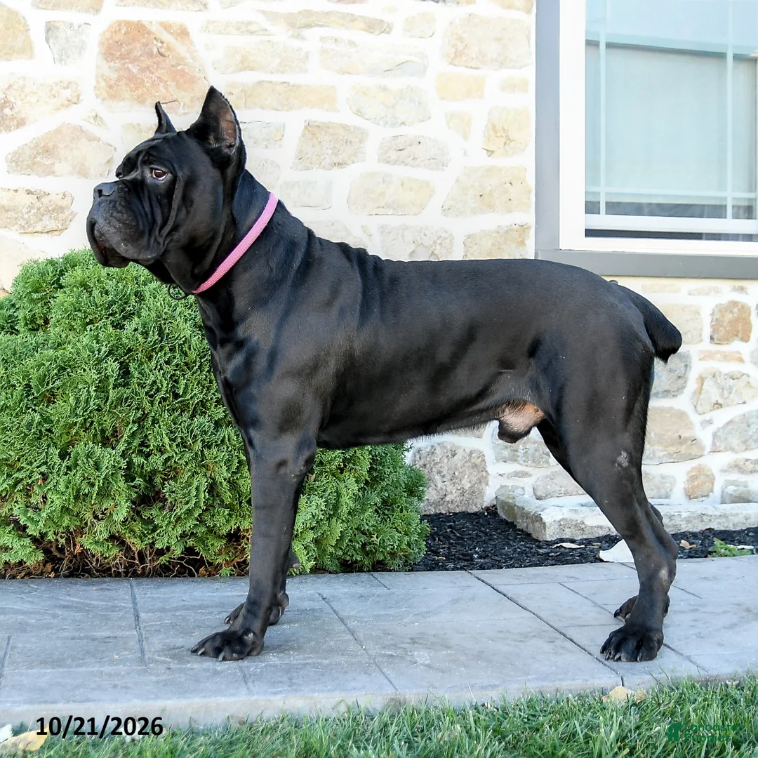 Cane Corso dogs for sale: Leopold - Ad 7