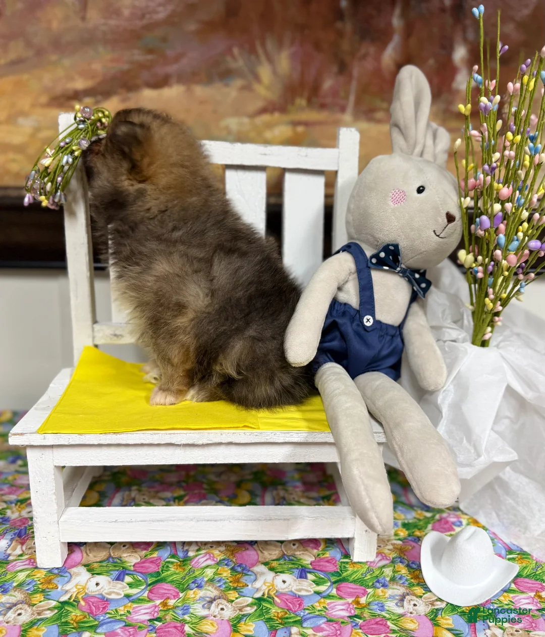 Pomeranian dogs for sale:  Beth  - Ad 2