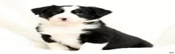 Miniature Australian Shepherd dogs for sale: Heart - Ad 8
