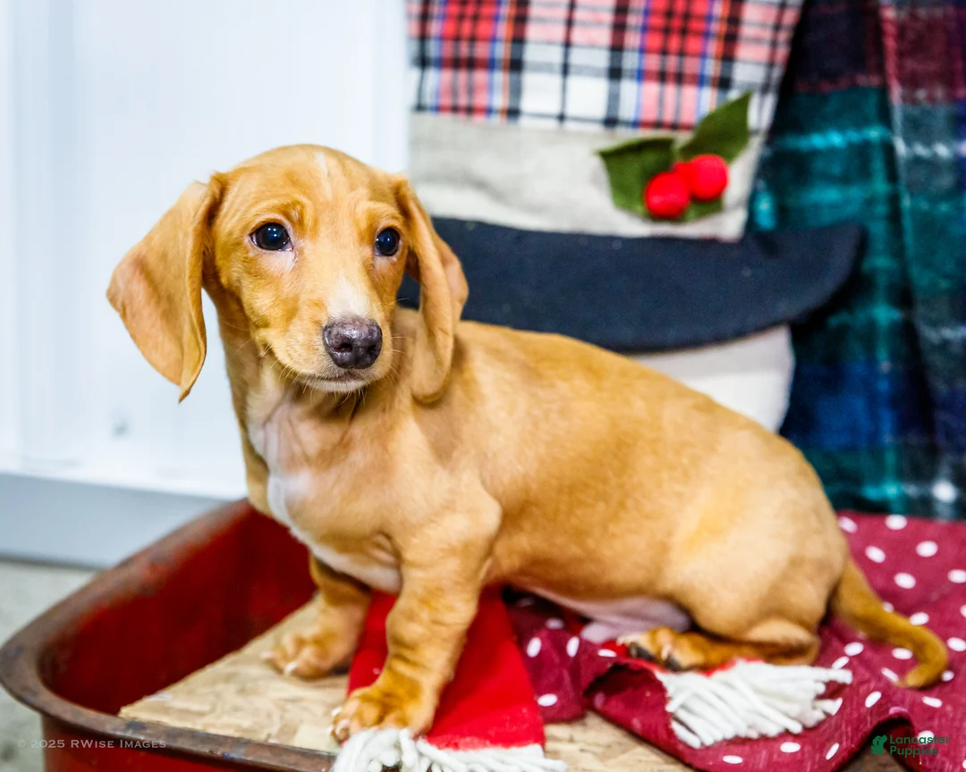 Miniature Dachshund dogs for sale: Xander - Ad 3