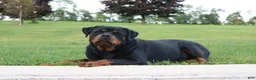 Rottweiler dogs for sale: Lala - Ad 7