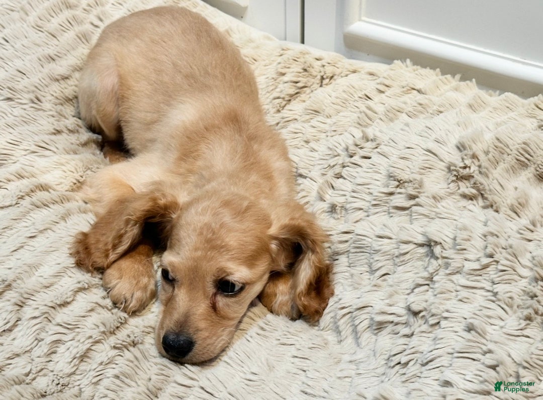 Cockapoo dogs for sale: Cane - Ad 4