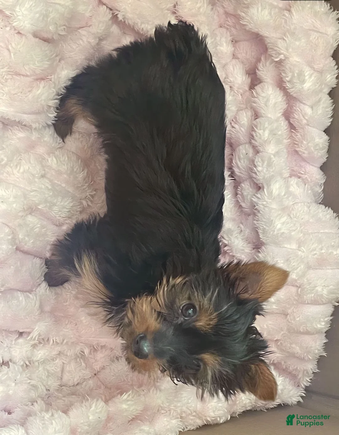 Yorkshire Terrier dogs for sale: Yorkshire Terrier Puppy 1 - Ad 2