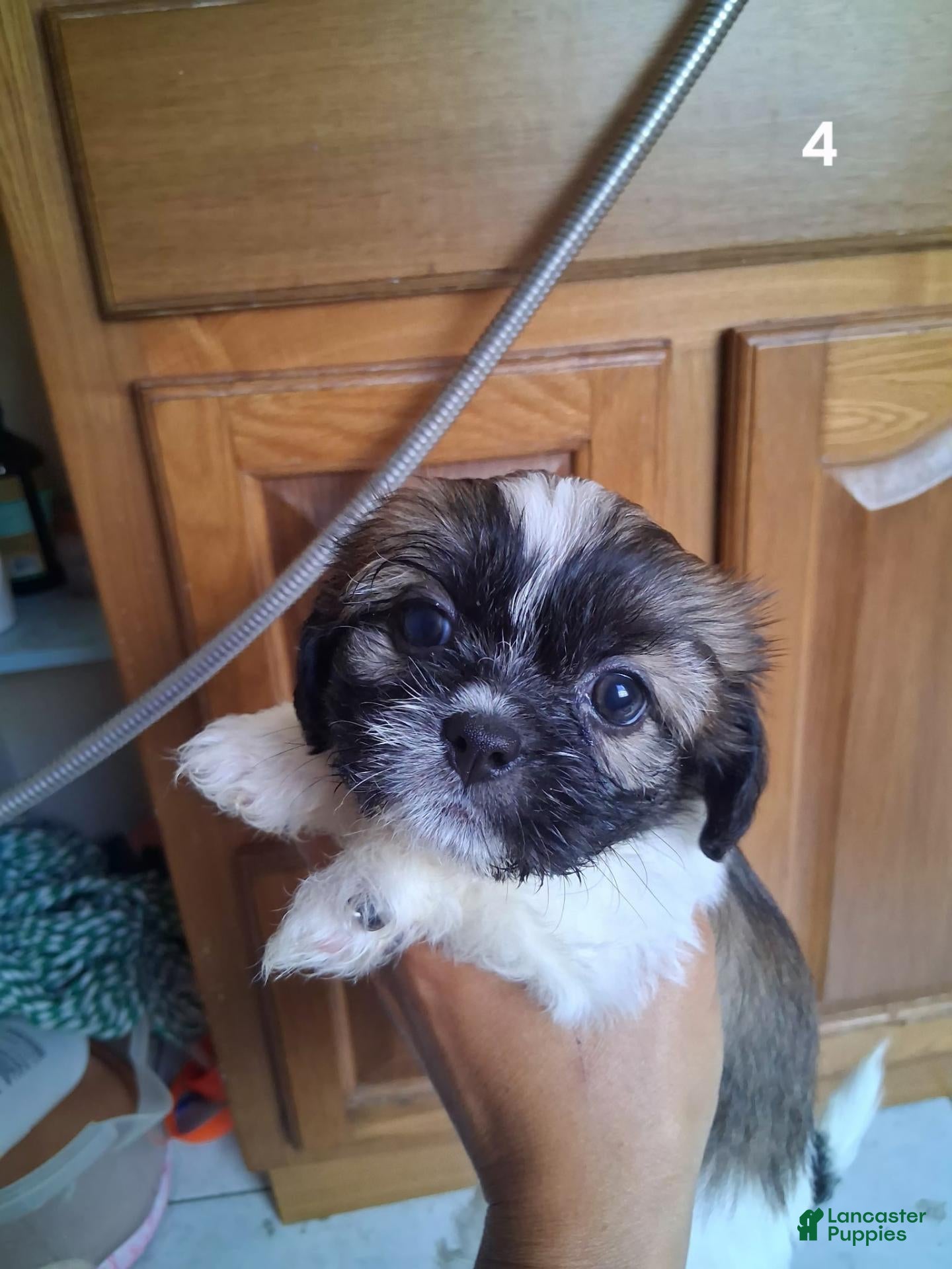 Shih Tzu dogs Shih Tzu 4 - Ad 3