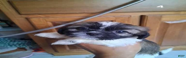 Shih Tzu 4