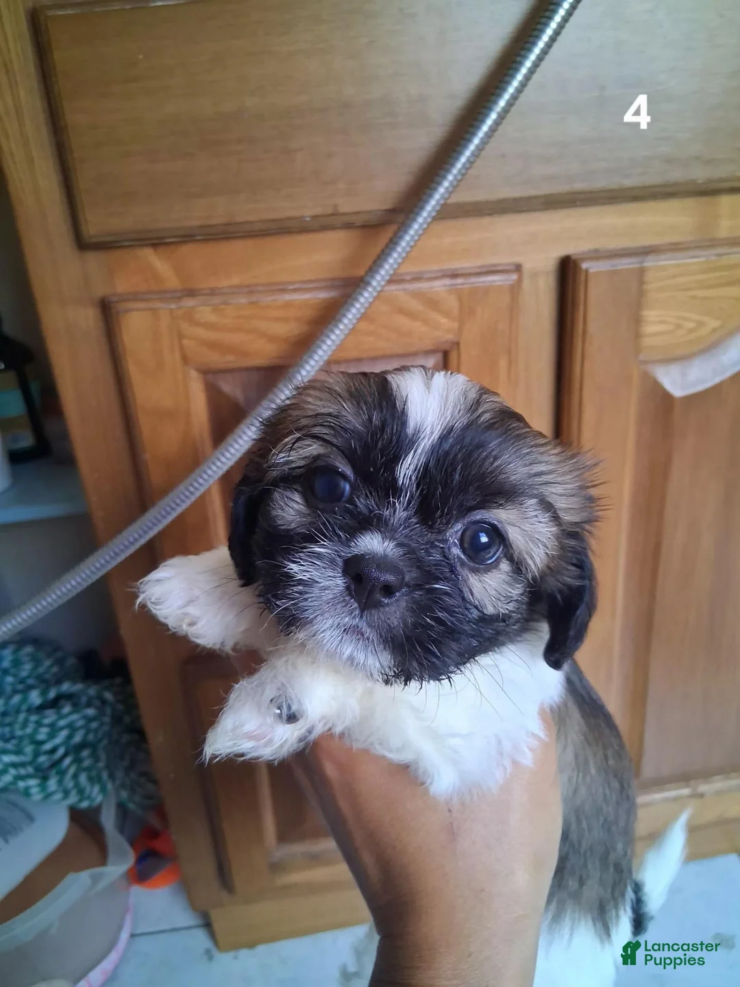 Shih Tzu dogs for sale: Shih Tzu 4 - Ad 1