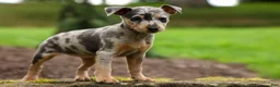 Miniature Pinscher dogs for sale: ANGIE - Ad 9