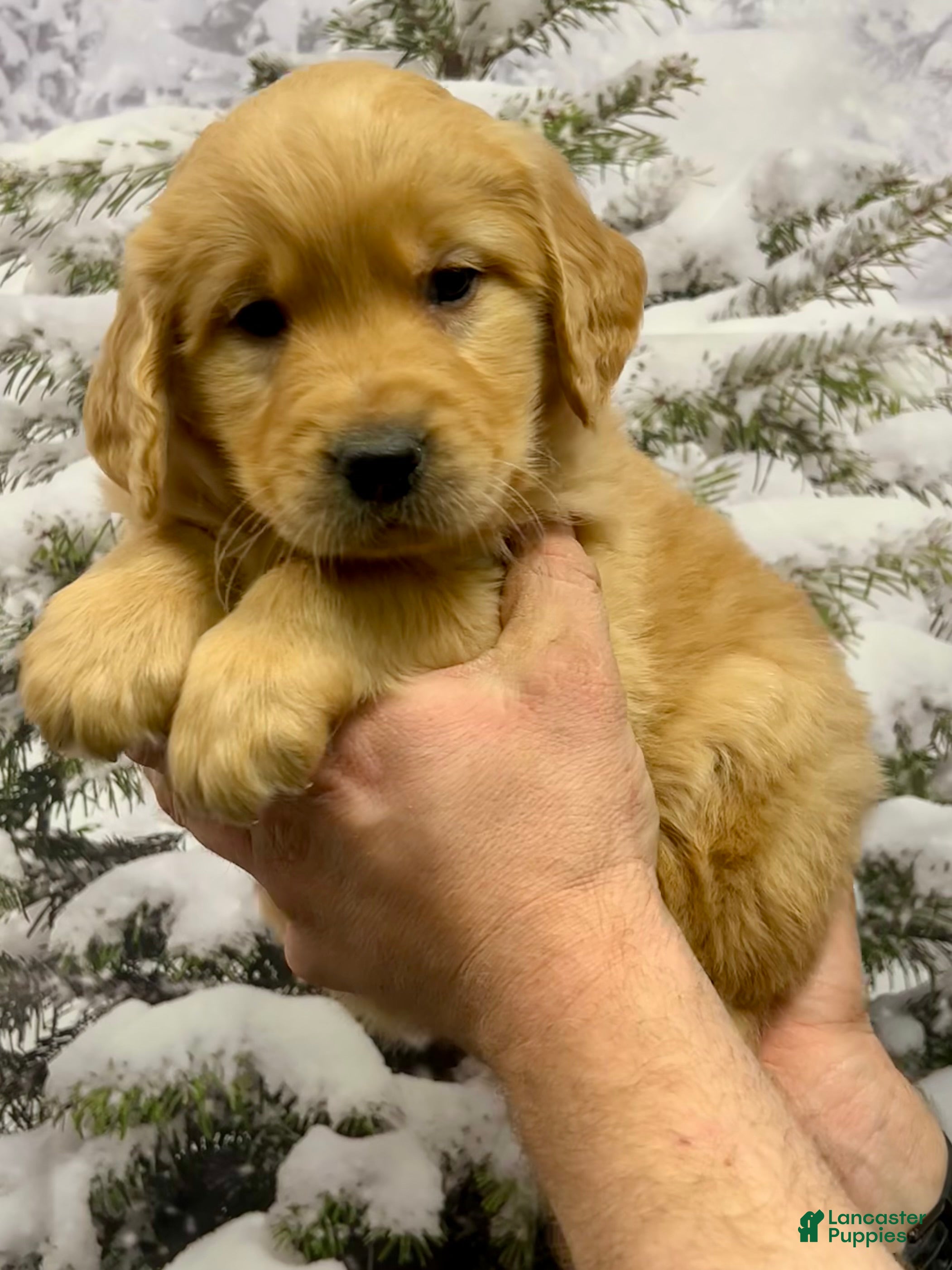 Golden Retriever dogs Clifford  - Ad 1