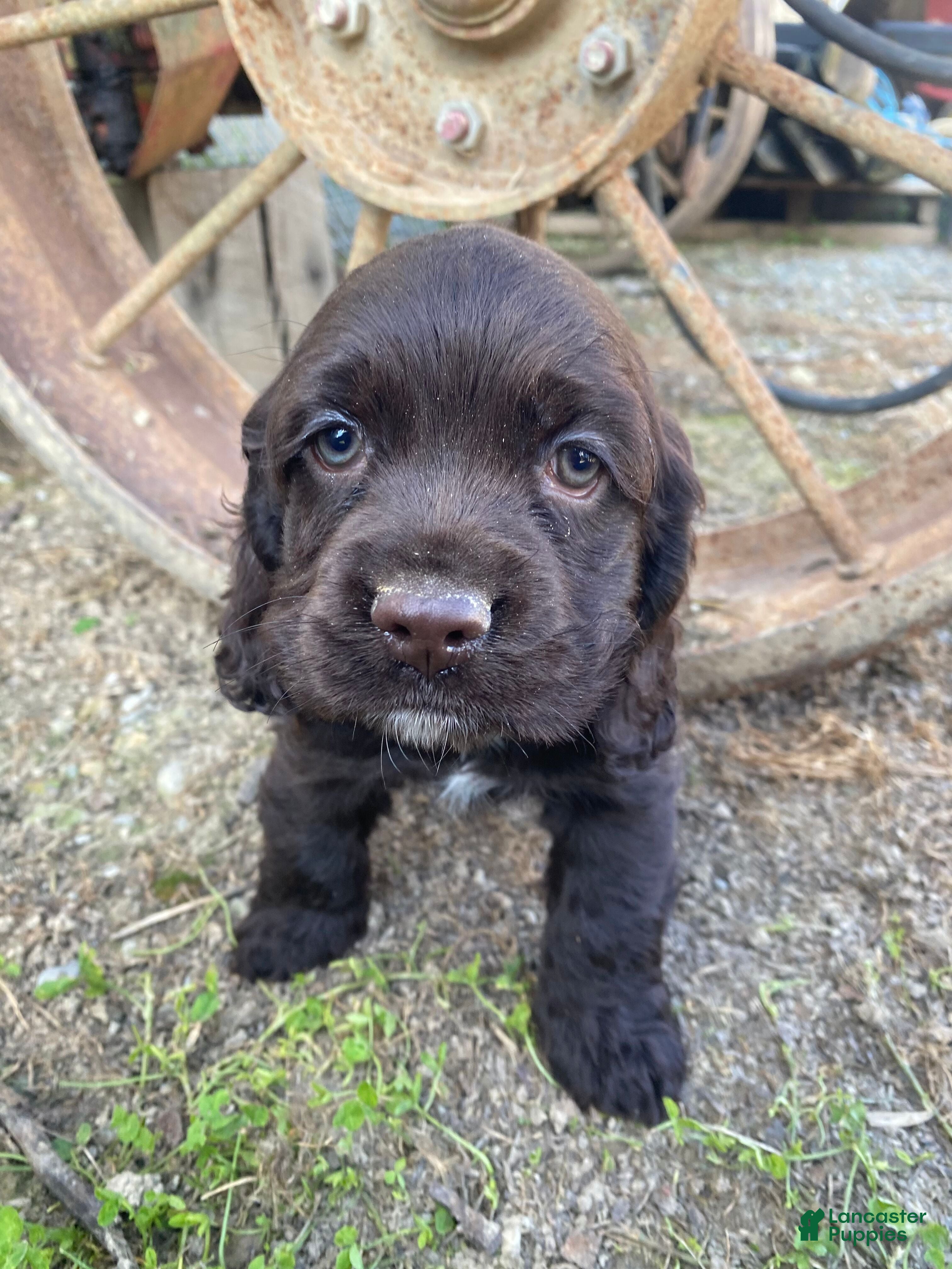 Cocker Spaniel dogs Tony - Ad 2
