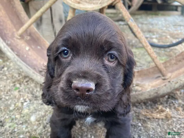 Cocker Spaniel dogs for sale: Tony - Ad 2