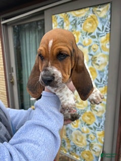 Basset Hound dogs Basset Hound Puppy 3: Pink - Ad 1