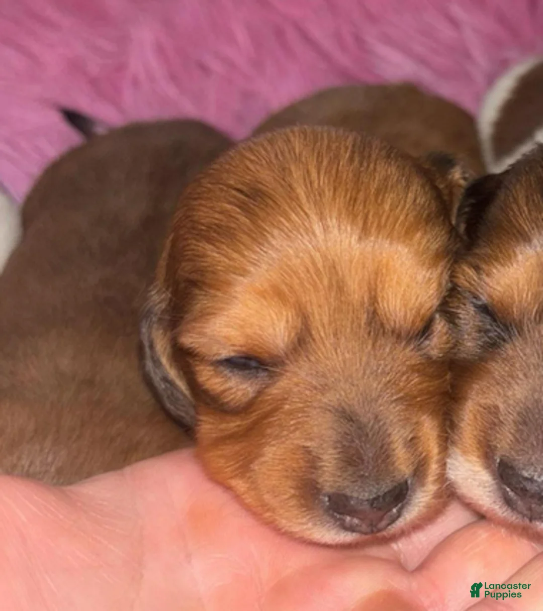 Dachshund dogs for sale: Red dapple little girl - Ad 4