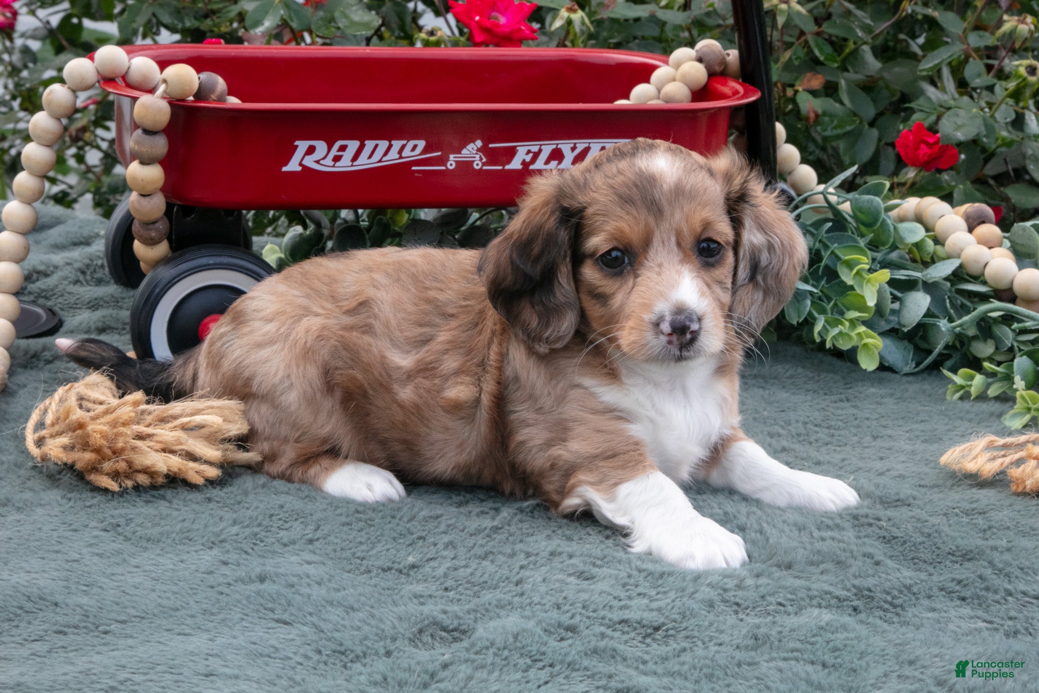 Miniature Dachshund dogs Luke - Ad 2