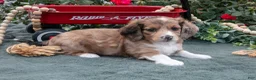 Miniature Dachshund dogs for sale: Luke - Ad 2