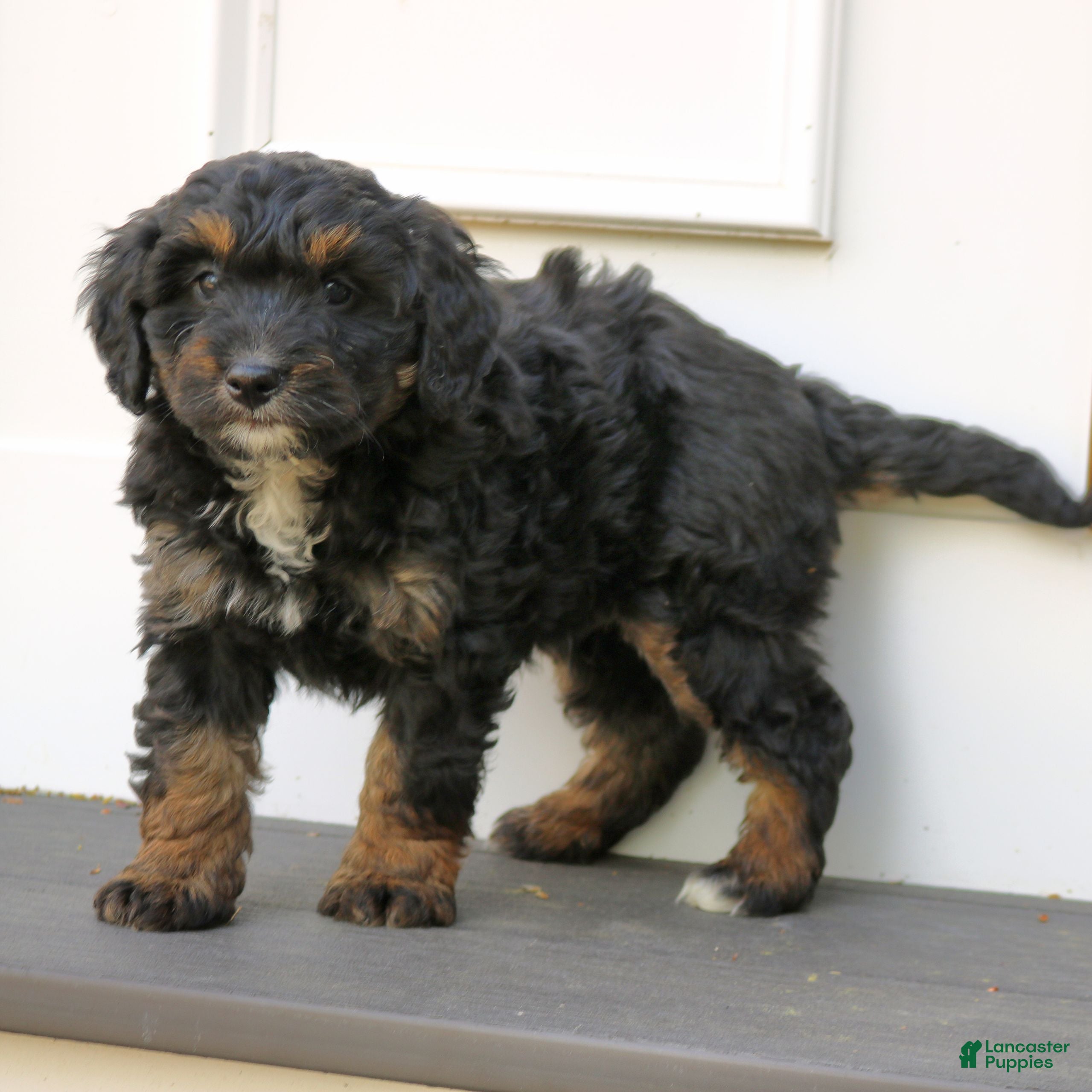 Mini Bernedoodle dogs Kash  - Ad 2