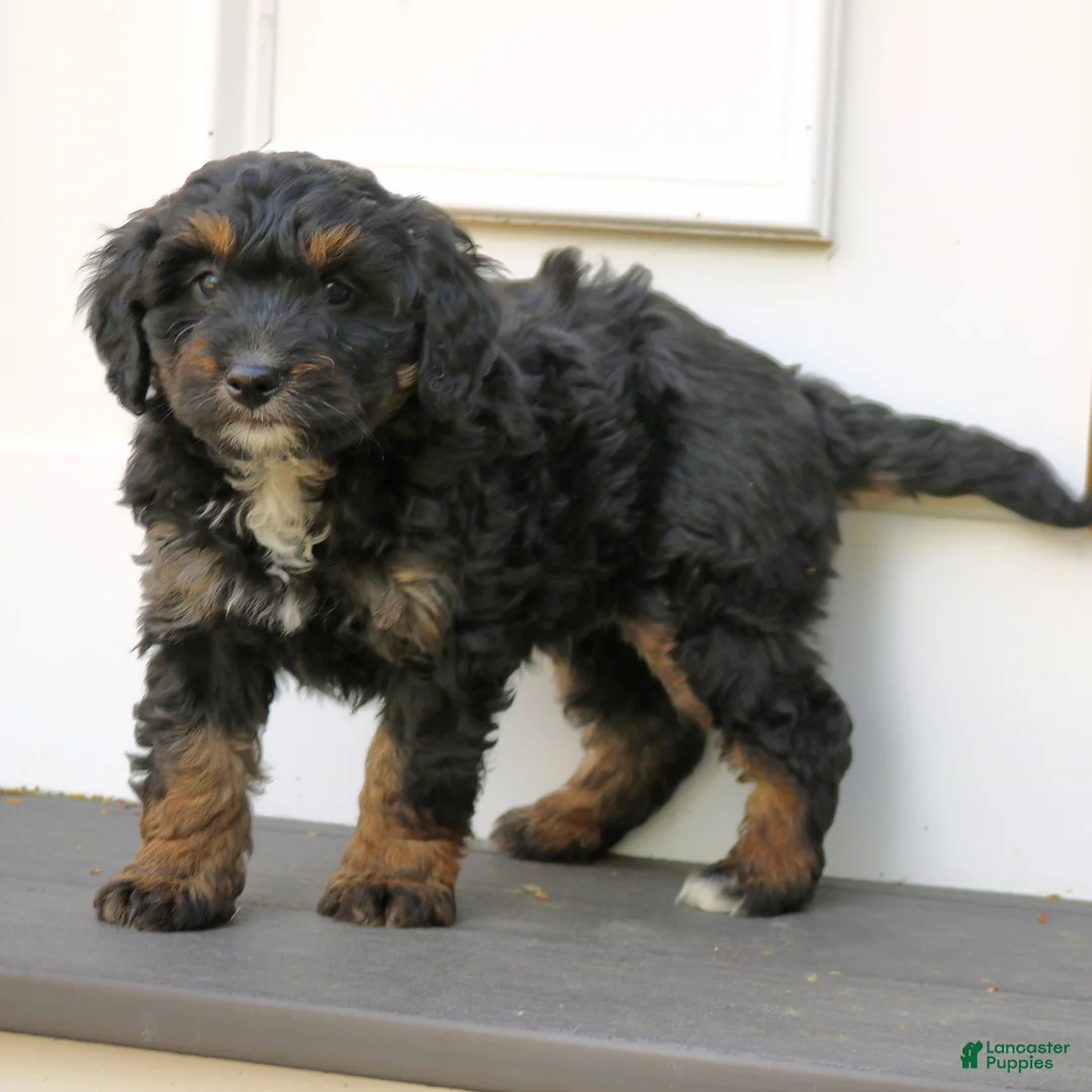 Mini Bernedoodle dogs for sale: Kash  - Ad 2