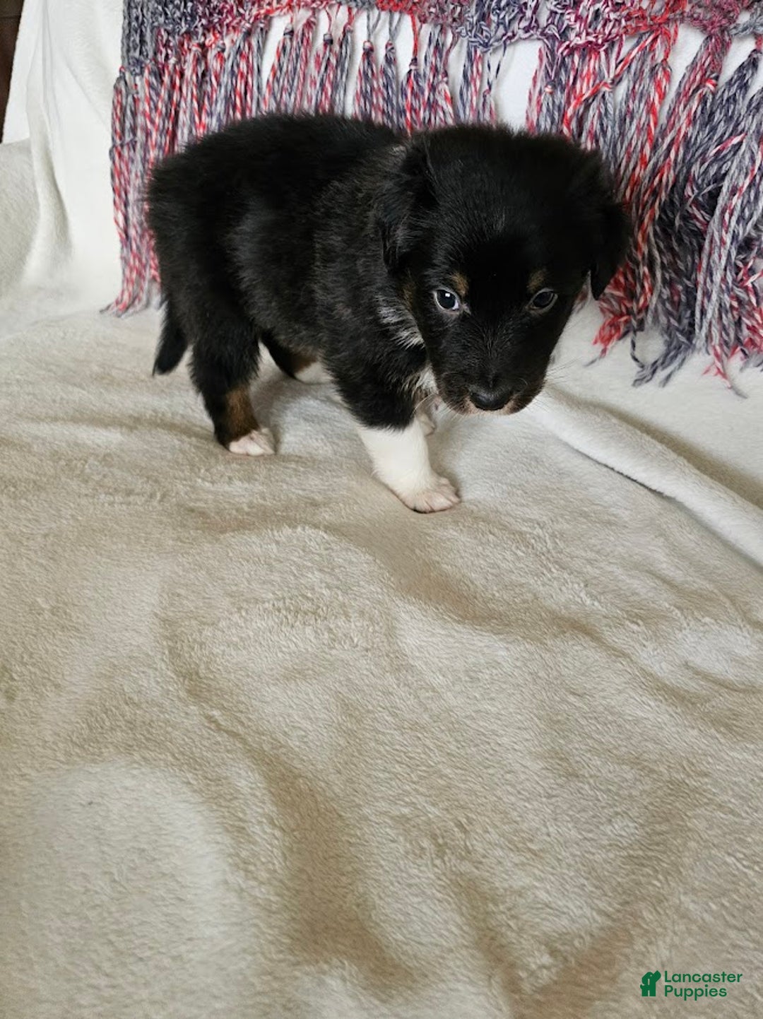 Australian Shepherd dogs for sale: Half n' Half - Ad 3