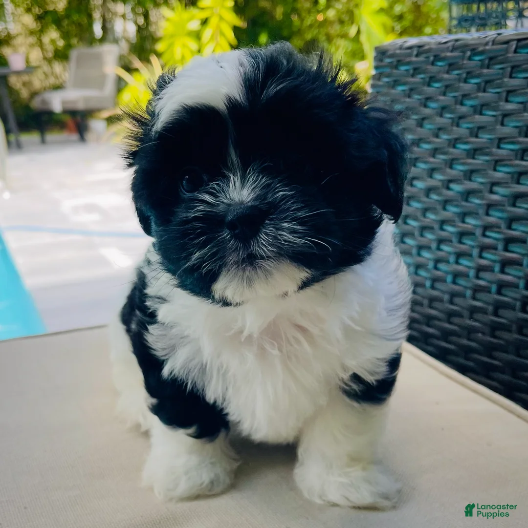 Mixed Breed dogs for sale: Toby - Ad 2